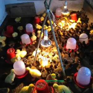 Infrared Heat Bulb for Chicken