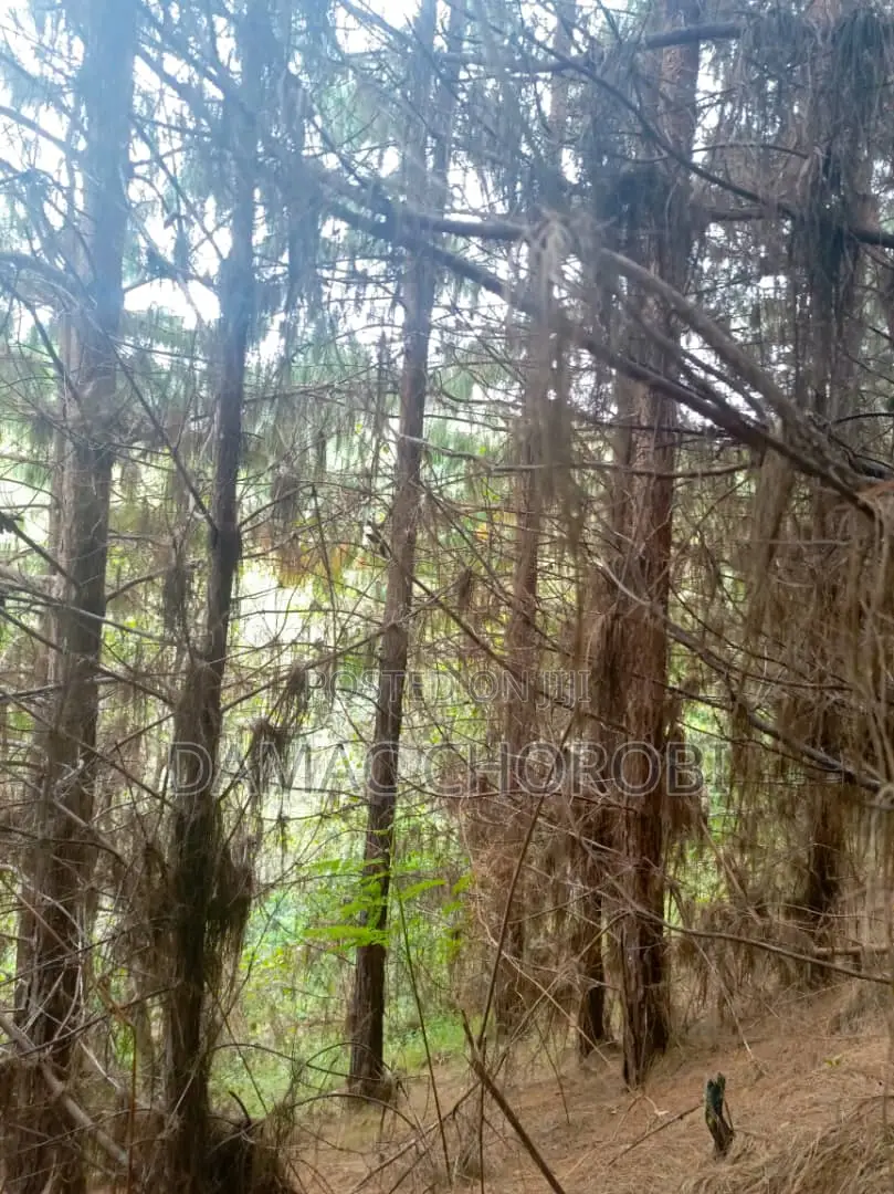 Miti Inauzwa (Forest for Sale)