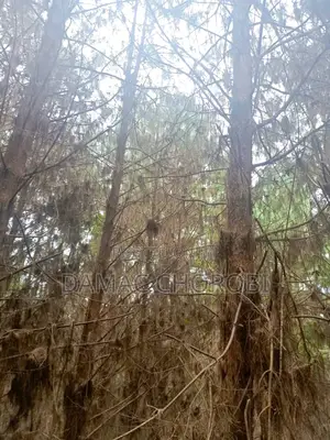 Miti Inauzwa (Forest for Sale)