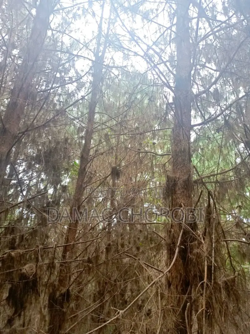 Miti Inauzwa (Forest for Sale)
