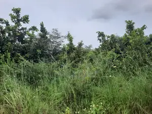 Shamba La Ekari 20 Linauzwa Mwavi Fukayosi