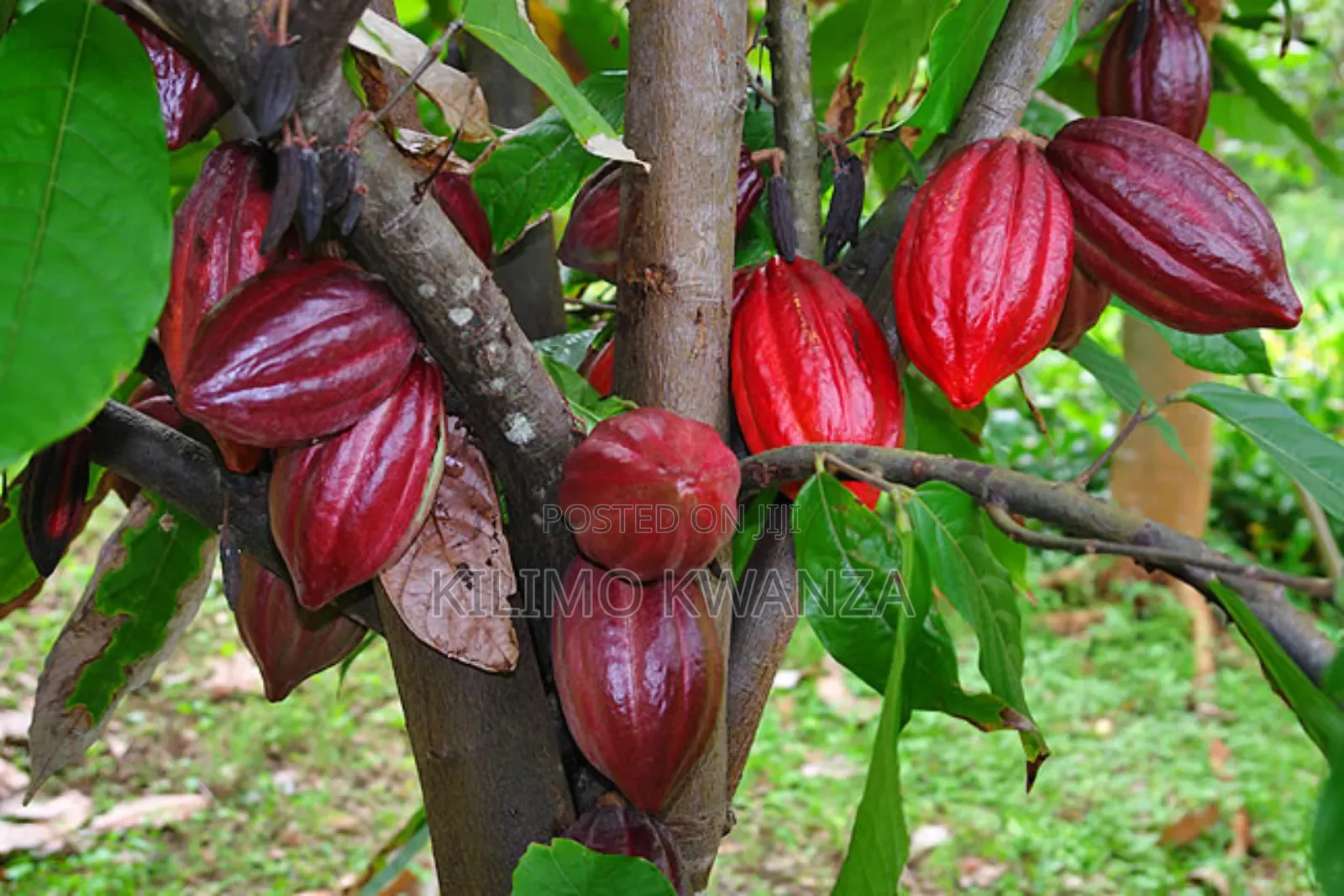 Miche Ya Cocoa