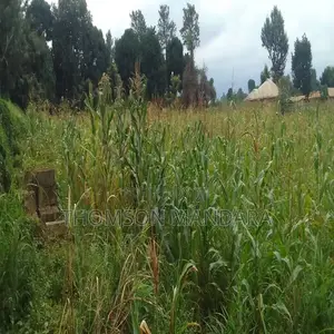 Plot at Shanty Town Moshi