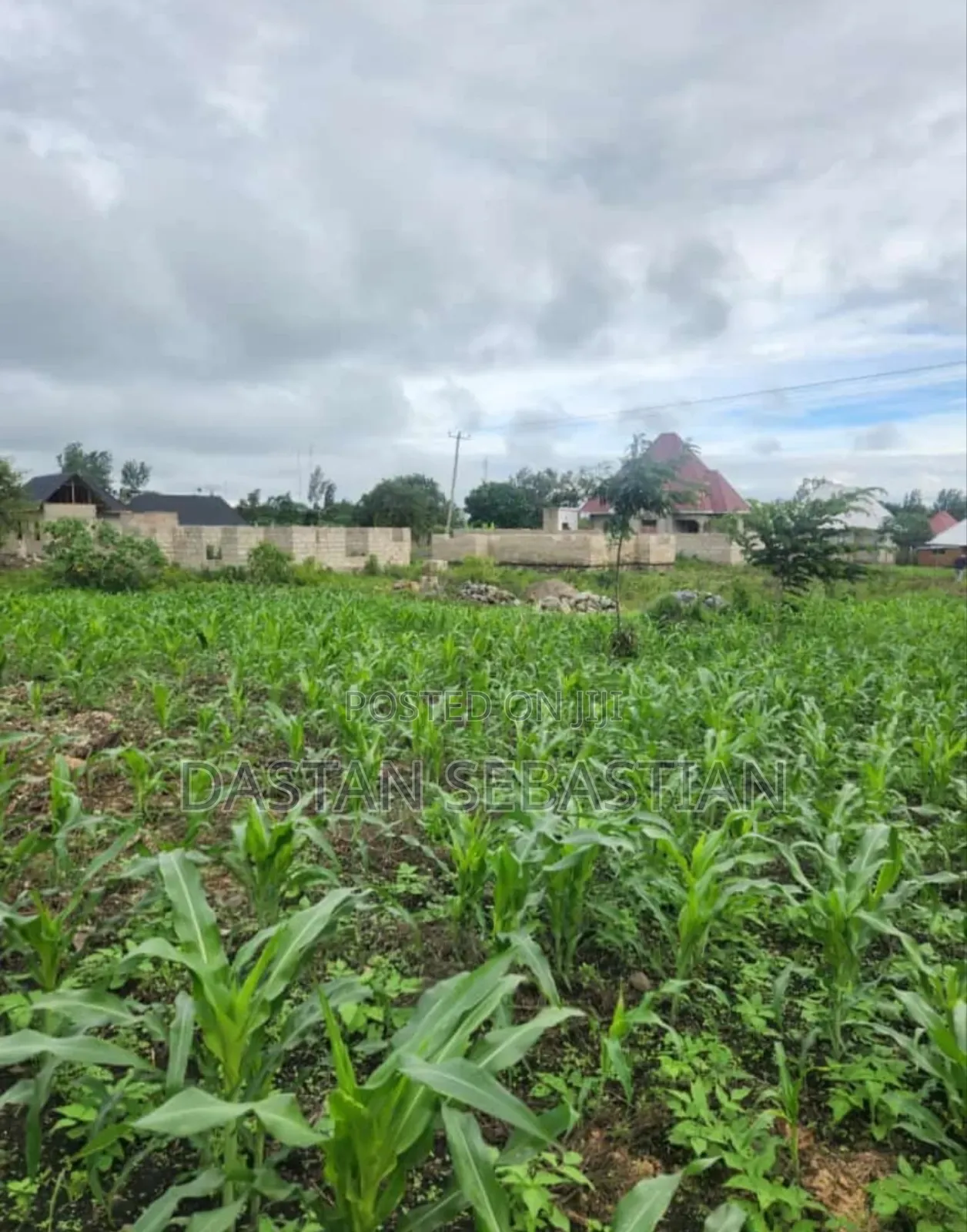 New Project Arusha - Maji Ya Chai