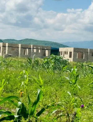 New Project Kisongo Panoni, Shalom