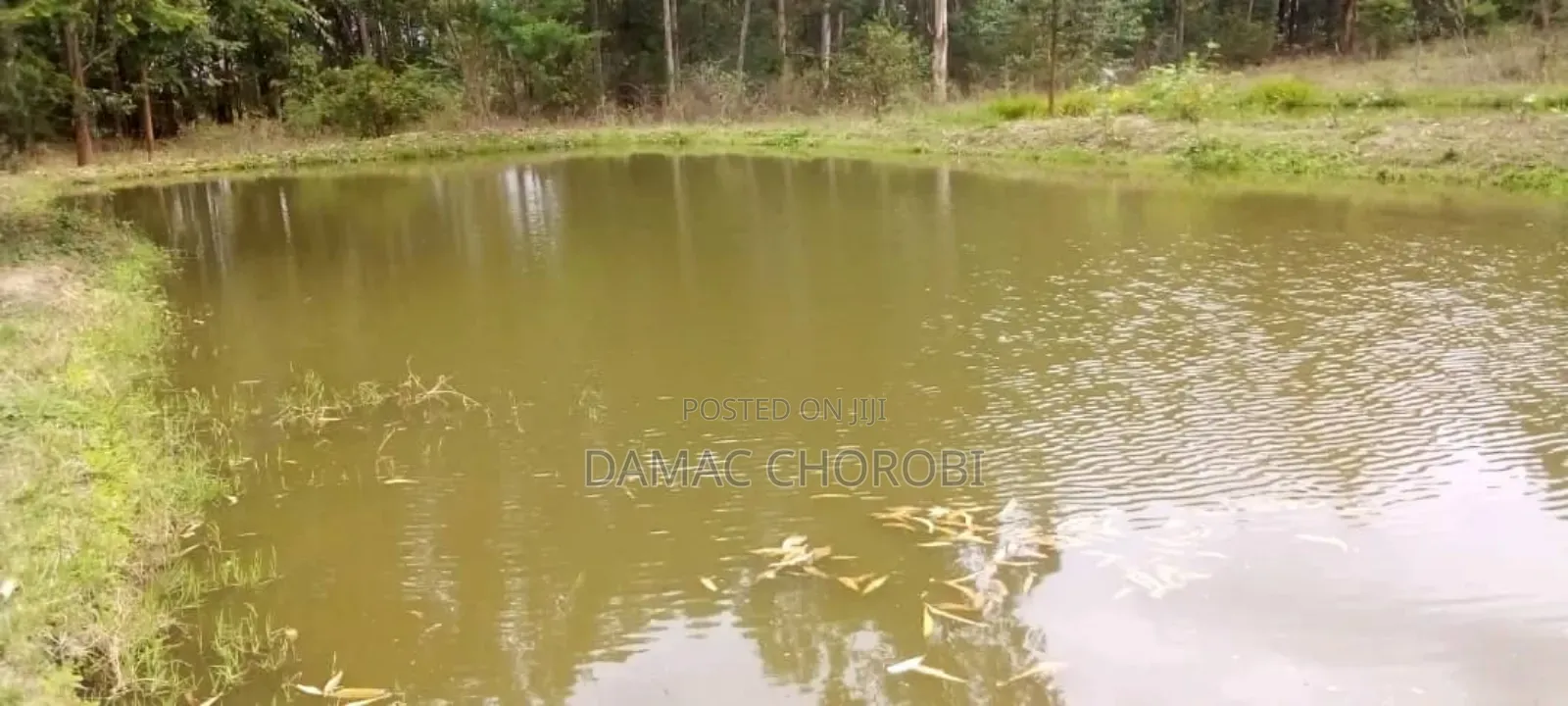 Shamba Linauzwa Iringa Kihanga
