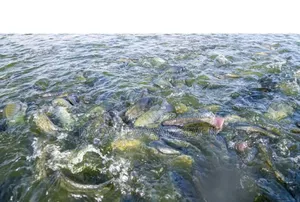 Shamba LA Ufugaji Wa Samaki Heka 7 Linauzwa Lipo Mkulanga