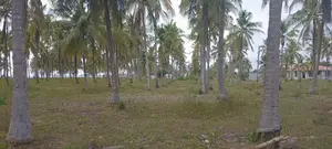 Beautiful Beach Gezaulole Kigamboni