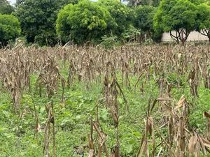 Plot for Sale at Kibaha Miembeni