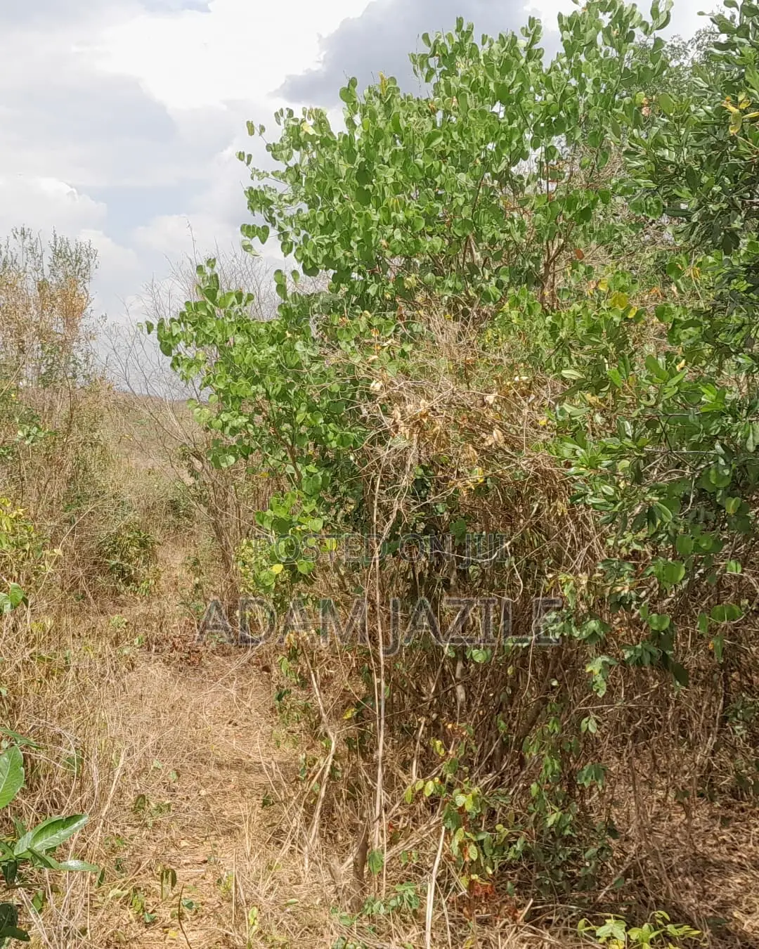 Shamba La Ekari 10 Linauzwa Kiwangwa Msinune