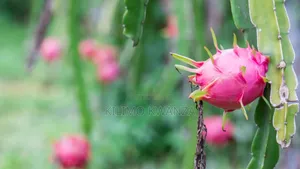Miche Ya Dragon Fruits