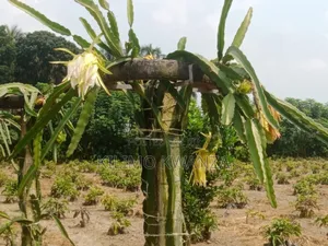 Miche Ya Dragon Fruits