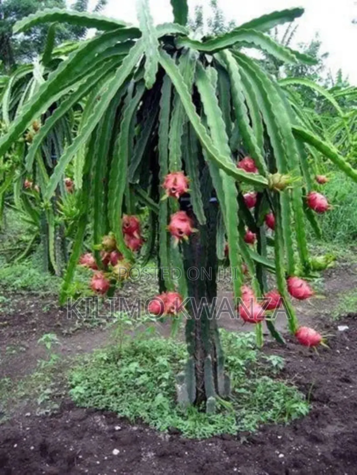 Miche Ya Dragon Fruits