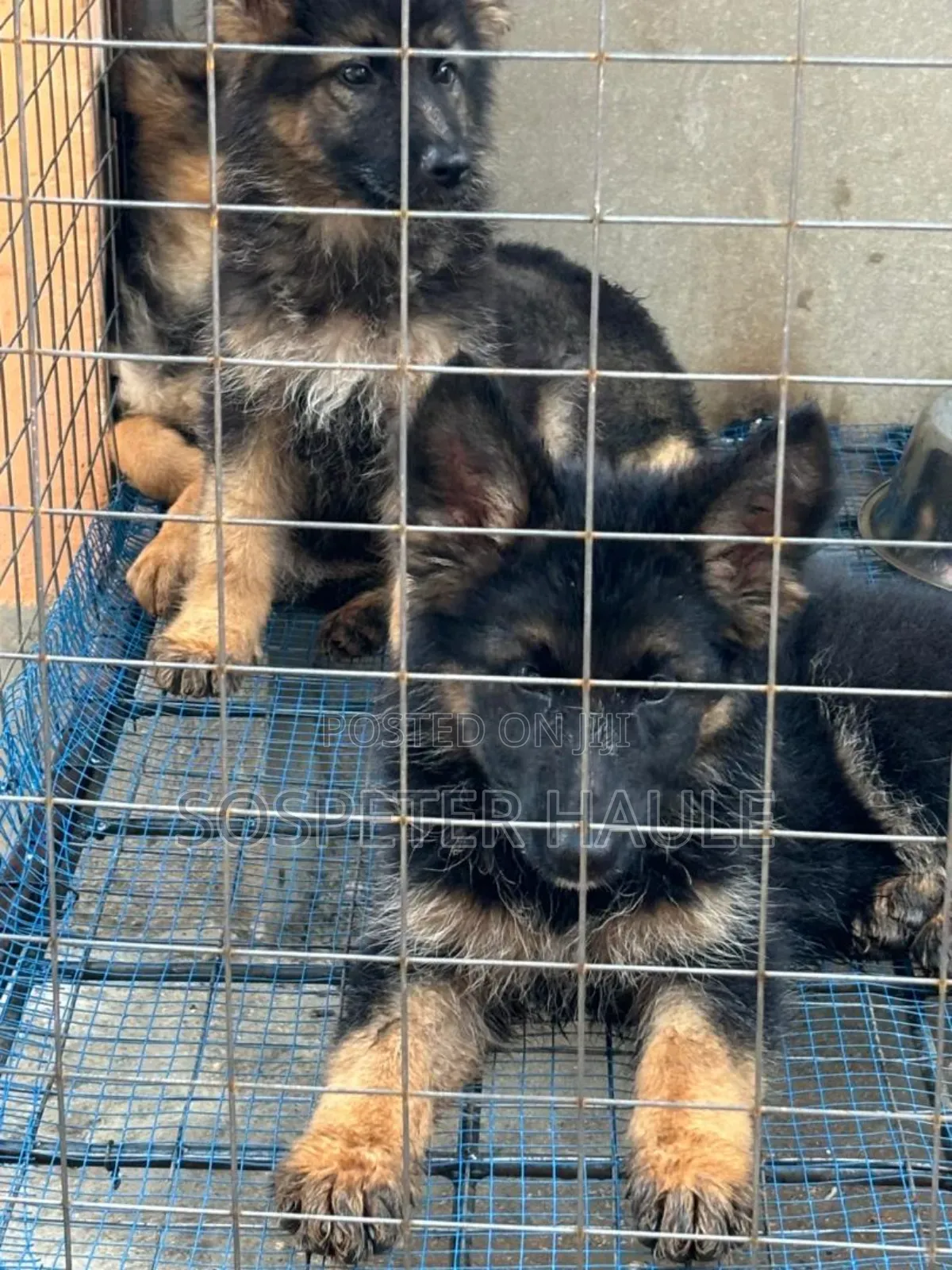 1-3 months Male Purebred German Shepherd