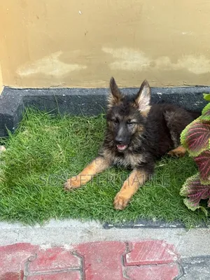 1-3 months Male Purebred German Shepherd