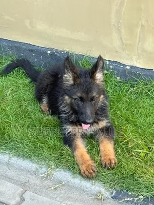 1-3 months Male Purebred German Shepherd