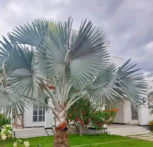 Furnished 4bdrm Villa in Mikocheni for rent