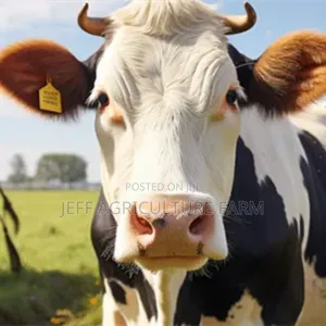 Pig,Cow,Ship Ear Tag New