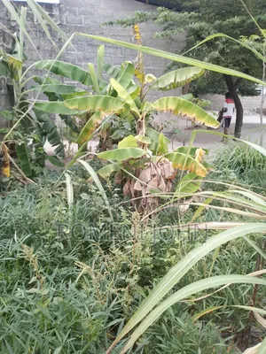 Kiwanja Kinauzwa Milioni 2.5 Majohe Viwege.