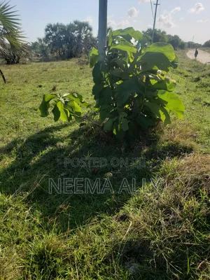 Anza Na 300,000 Viwanja Kibaha