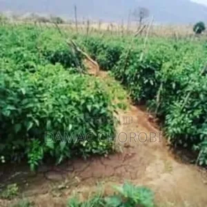 Shamba Acre 100 Zinauzwa Iringa