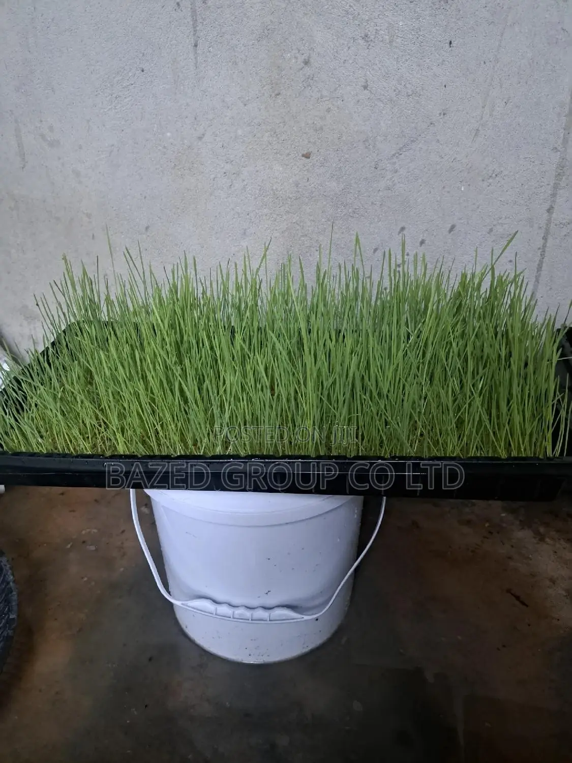 Hydroponics Tray