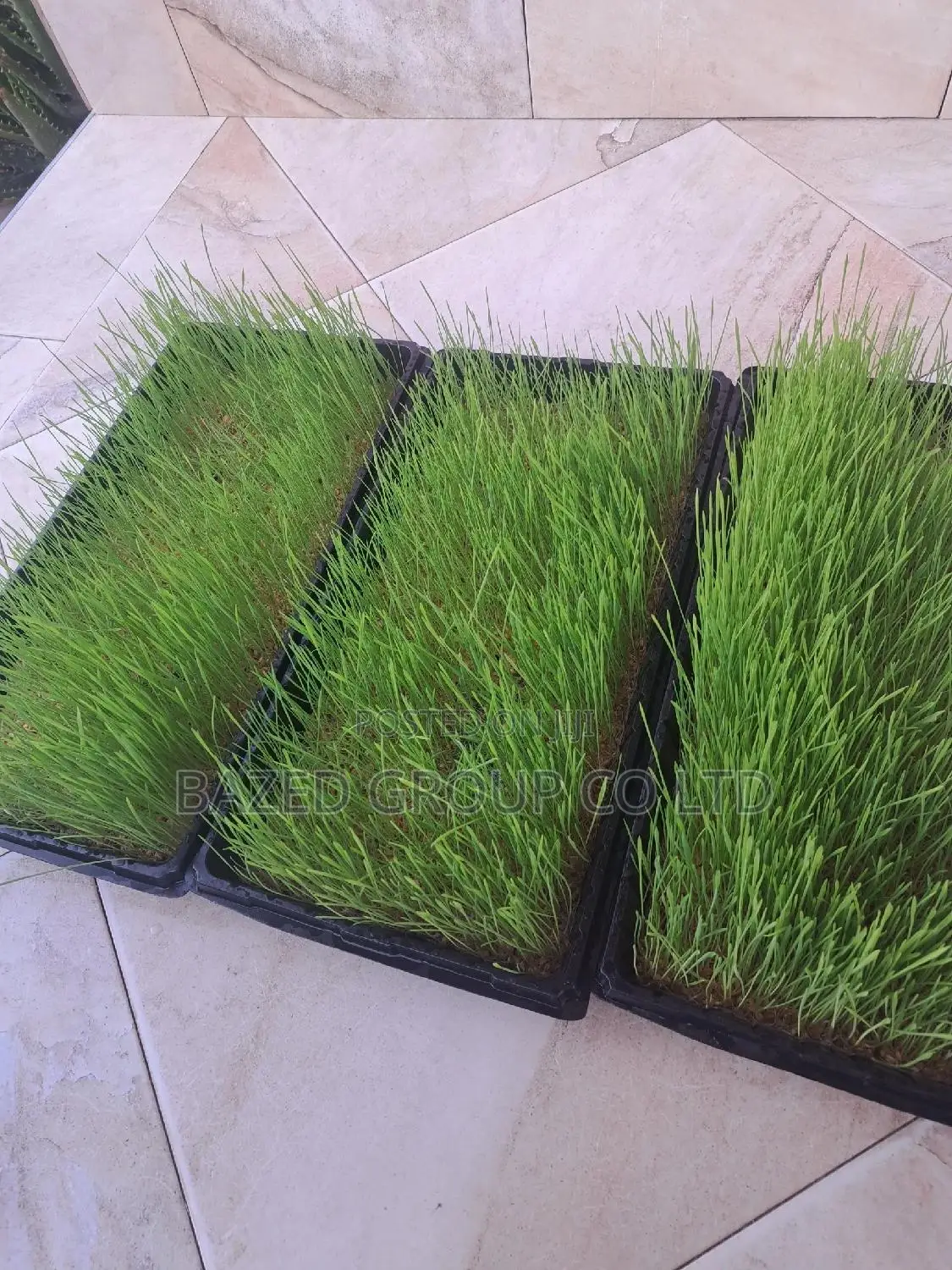 Hydroponics Tray