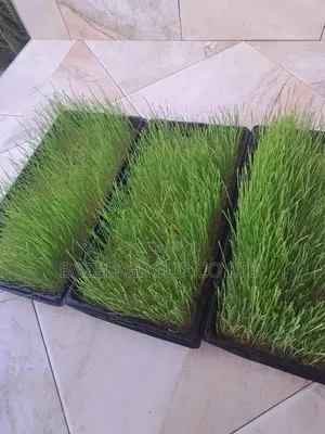 Hydroponics Tray