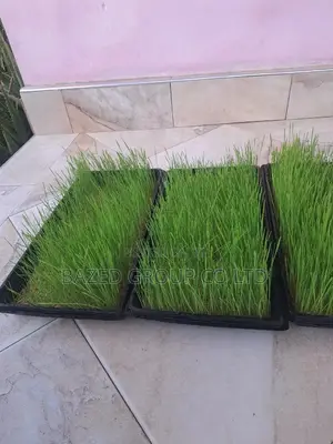 Hydroponics Tray