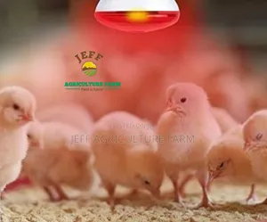 Lamp for Chicken