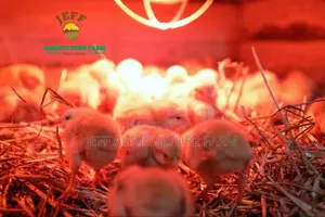 Lamp for Chicken