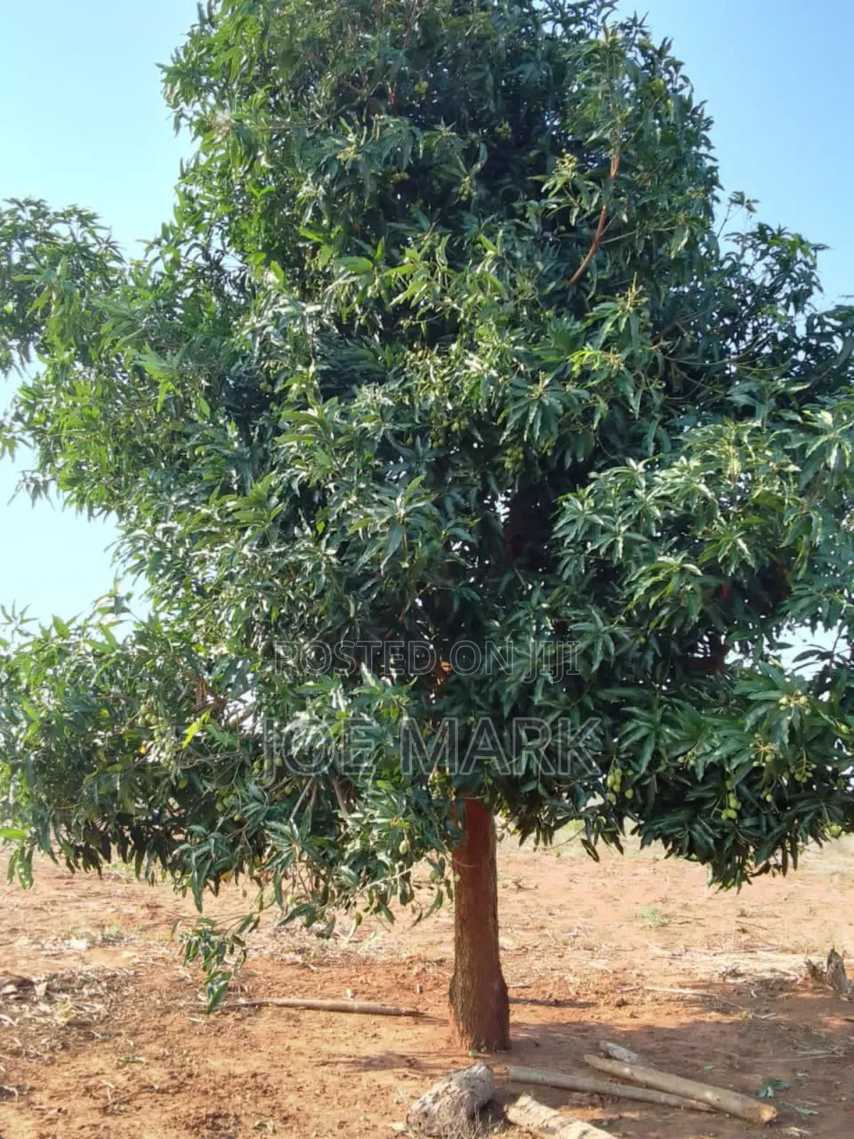 Shamba Linauzwa