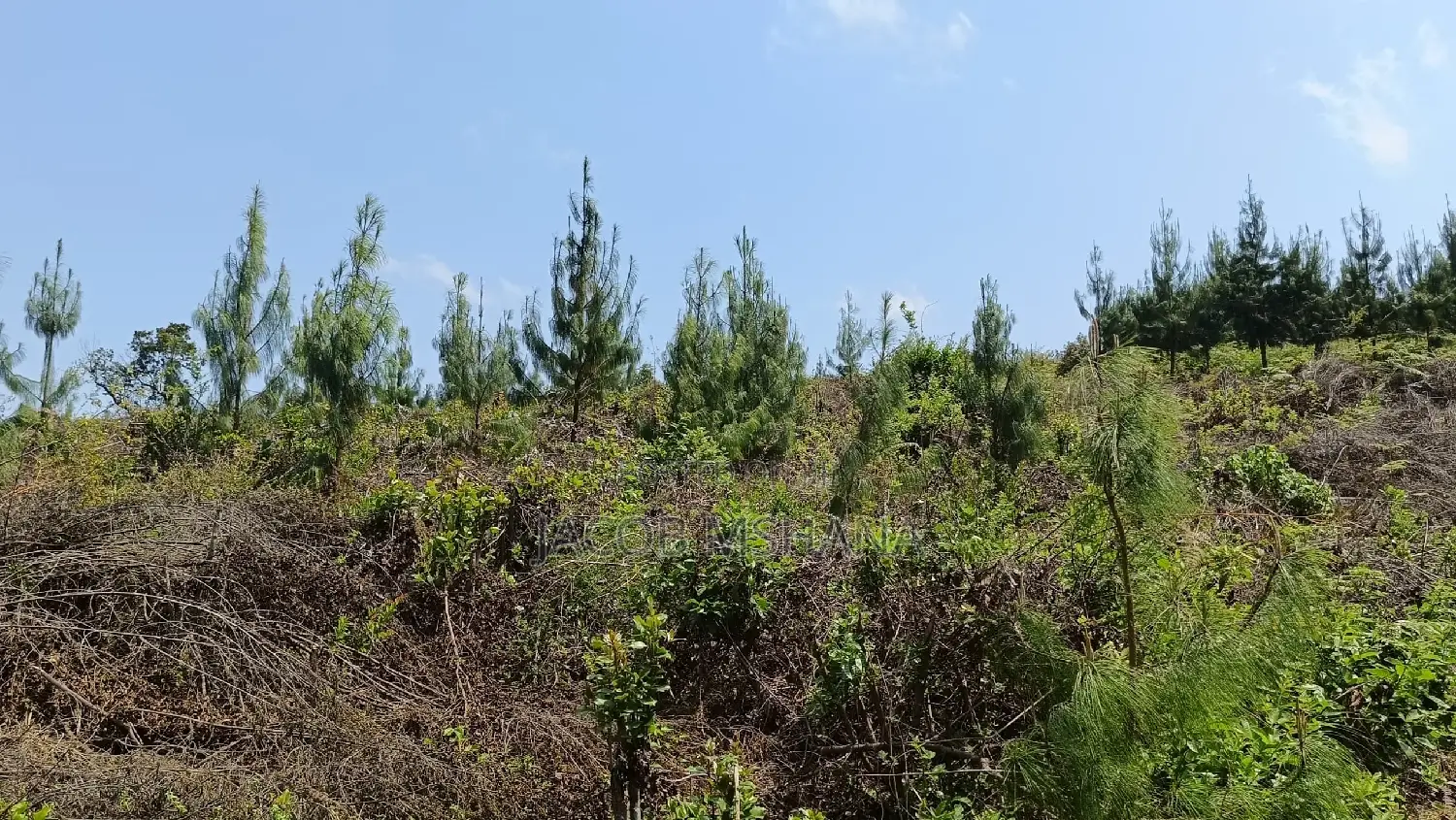 Shamba Linauzwa Lina Pine Ni Ekari 5