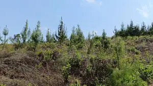 Shamba Linauzwa Lina Pine Ni Ekari 5