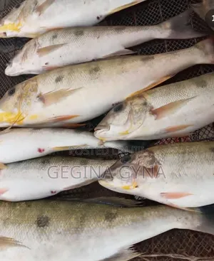 Photo - Kuhe Fresh Kutoka Kigoma Kwa Oda Tu