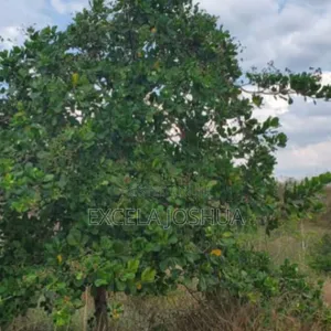 Shamba Eka 50 Linauzwa Mbwewe Halimashauri Ya Bagamoyo