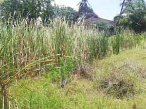 Big Plot Available for Rent at Mbezi Beach