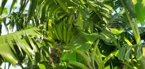 Photo - Shamba Bora La Kulima Nanasi Linauzwa Kiwangwa Bago
