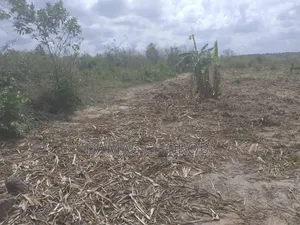 Shamba Bora La Kulima Nanasi Linauzwa Kiwangwa Bago