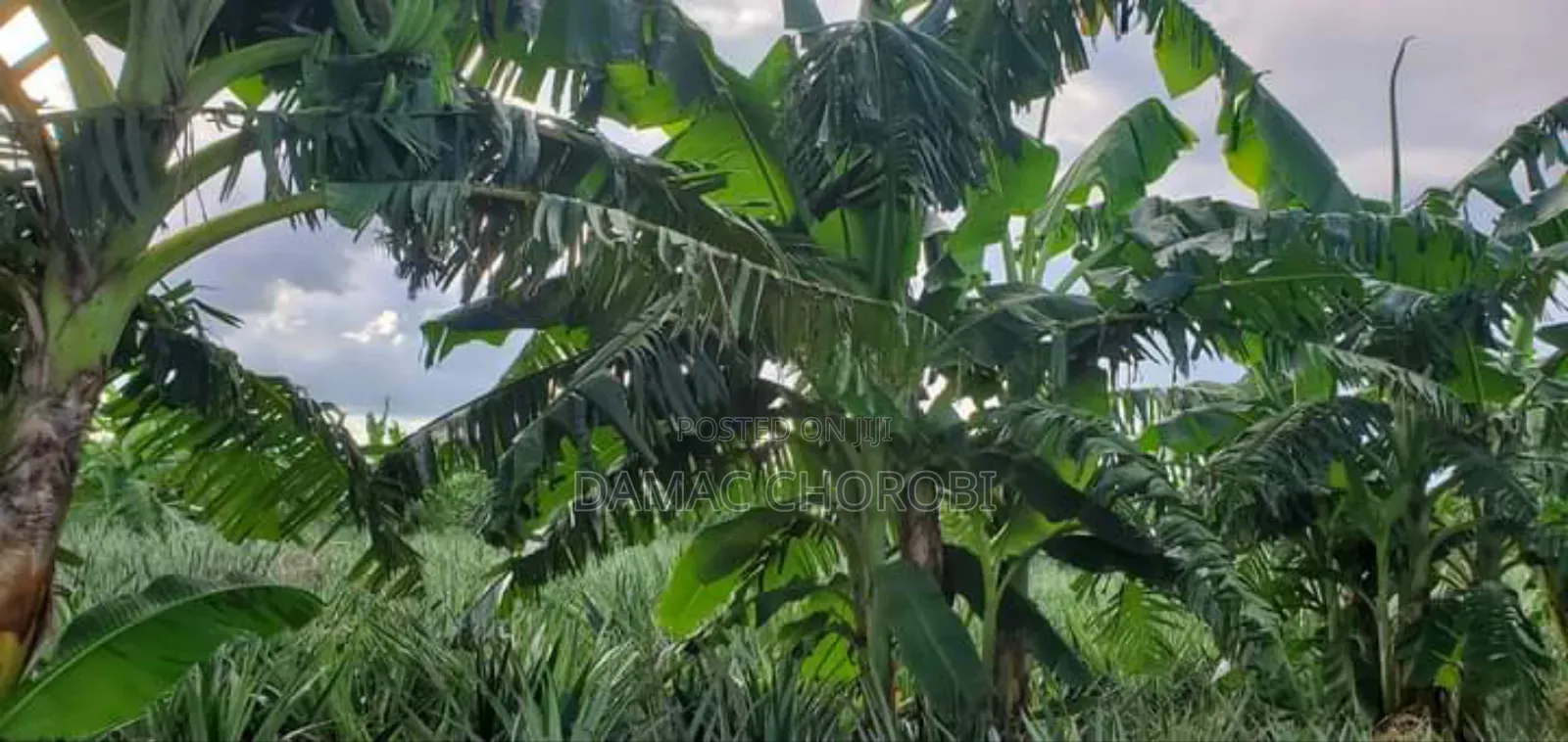 Mashamba Ya Kulima Nanas Bago