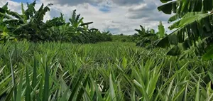 Mashamba Ya Kulima Nanas Bago