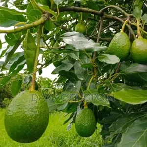 Photo - Shamba Hili Linauzwa Lipo Njombe