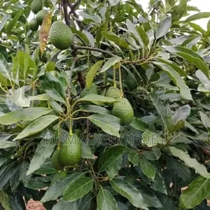Shamba Hili Linauzwa Lipo Njombe