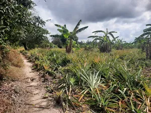 Shamba LA Nanasi Ekari 15 Linauzwa Bagamoyo