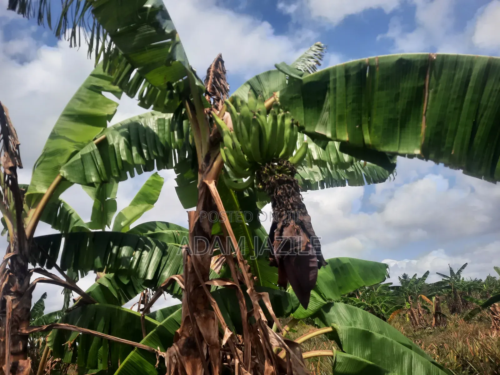 Shamba LA Nanasi Ekari 15 Linauzwa Bagamoyo in Mwavi Land & Plots for