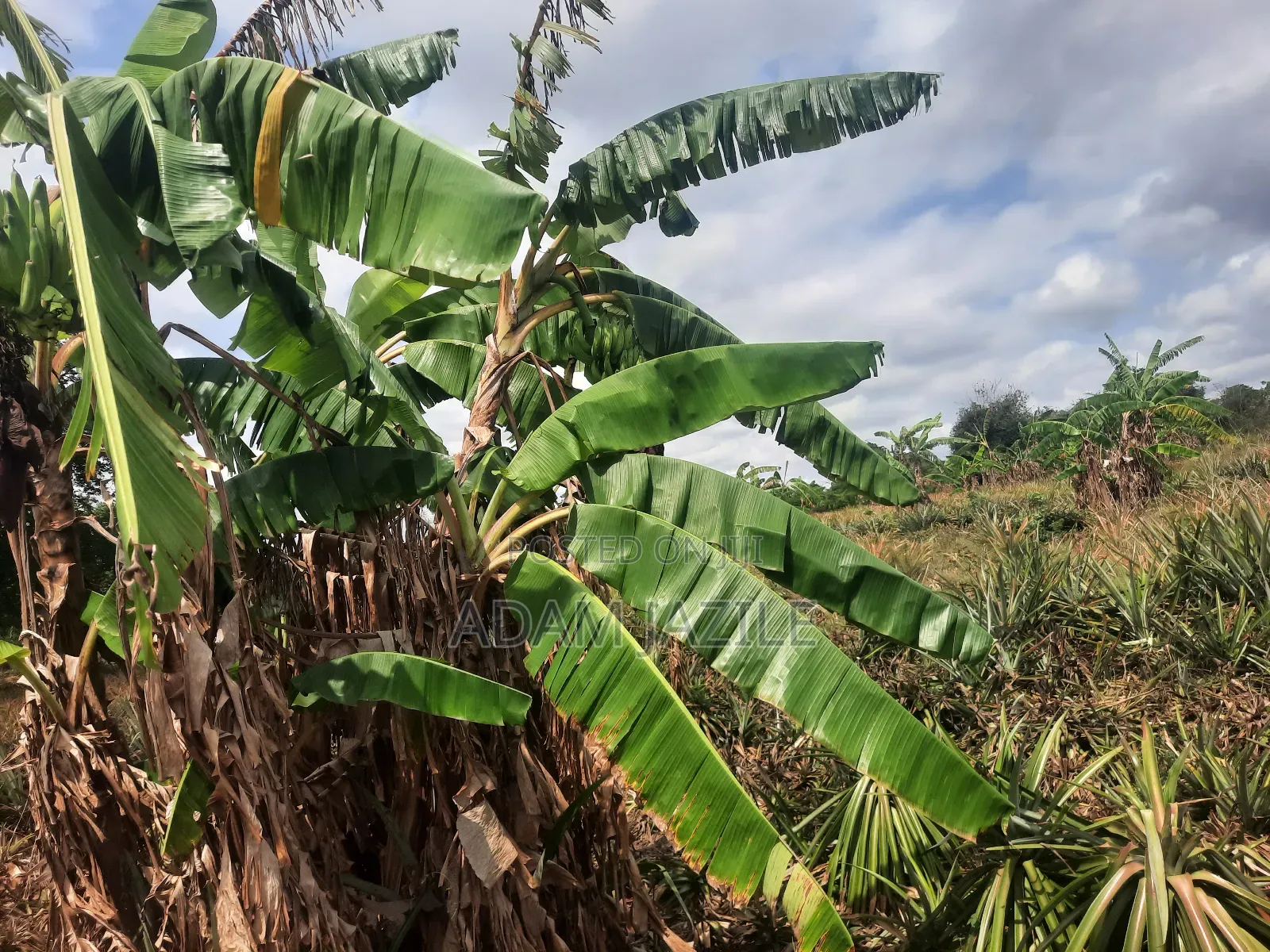 Shamba LA Nanasi Ekari 15 Linauzwa Bagamoyo in Mwavi Land & Plots for