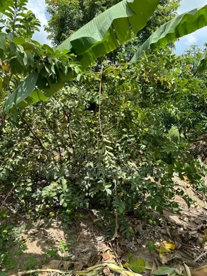 Shamba Lenye Ukubwa Wa Heka 1 Na Nusu Linauzwa Lipo Bagamoyo
