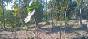 Industrial Plot in Mbagala Rangi 3