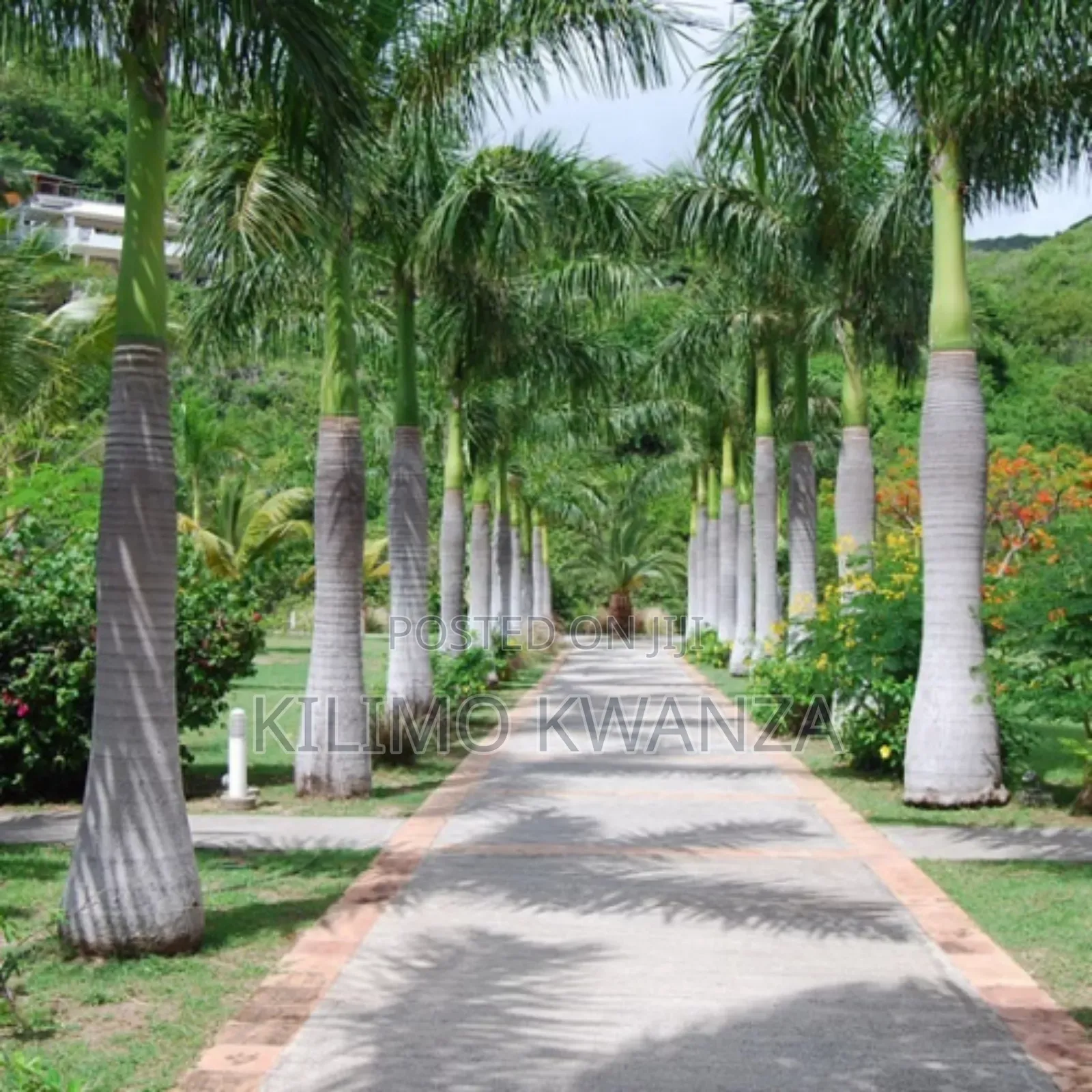 Royal Palm
