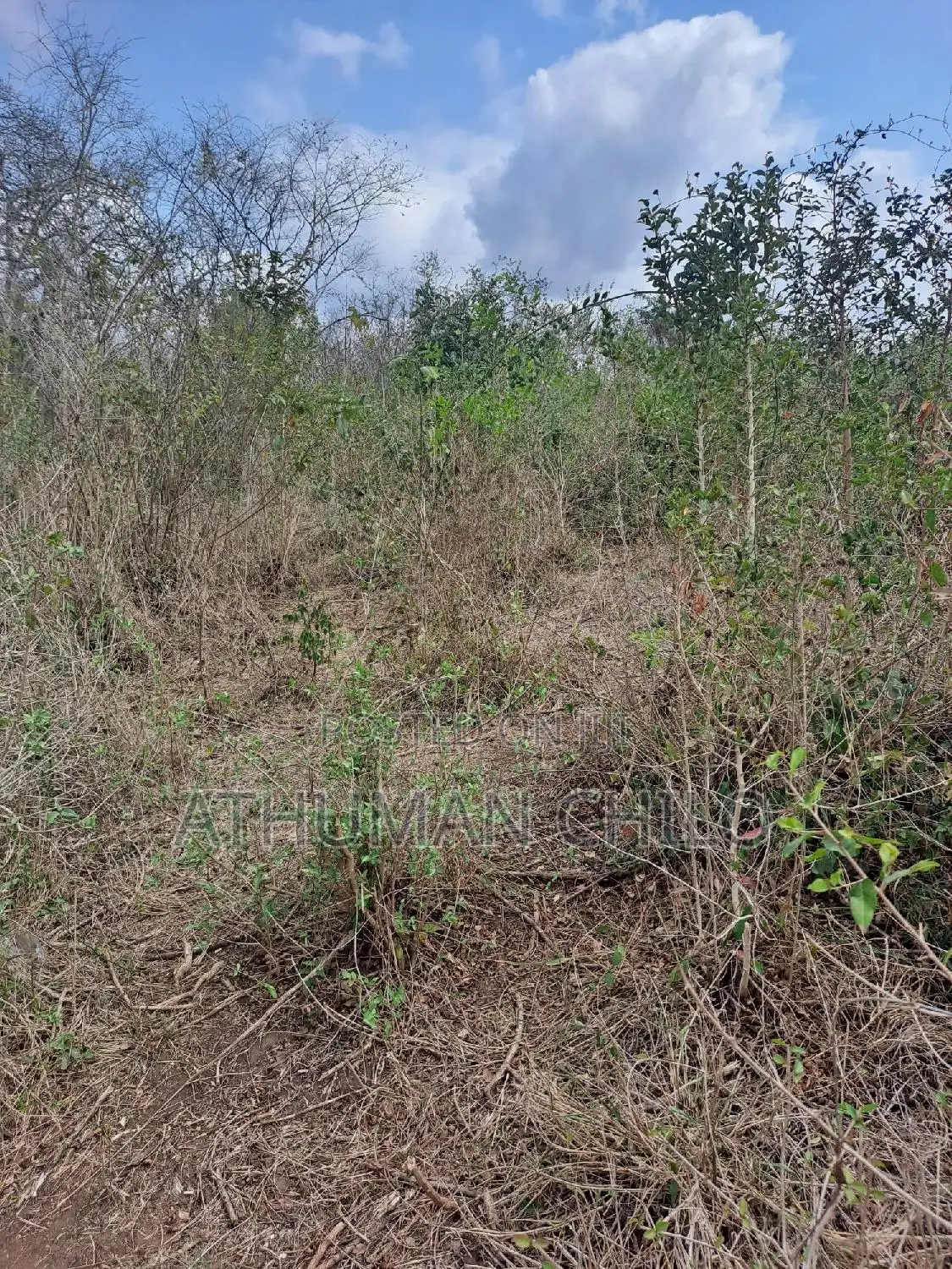 Shamba Linauzwa Kiwangwa Bagamoyo Pwani